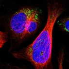 Immunofluorescent staining of human cell line U-2 OS shows localization to mitochondria.