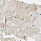 Immunohistochemical staining of human skeletal muscle shows moderate nuclear positivity in myocytes.