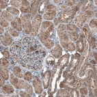 Immunohistochemical staining of human kidney shows moderate granular cytoplasmic positivity in cells in tubules.