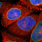 Immunofluorescent staining of human cell line A-431 shows positivity in nuclear membrane.