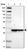 Anti-ARPC2 Antibody