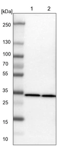 Lane 1: NIH-3T3 cell lysate (Mouse embryonic fibroblast cells)_br/_Lane 2: NBT-II cell lysate (Rat Wistar bladder tumour cells)
