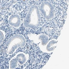 Immunohistochemical staining of human endometrium shows no positivity in glandular cells as expected.