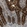Anti-RET Antibody