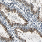 Immunohistochemical staining of human endometrium shows moderate membranous positivity in glandular cells.