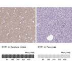 Anti-SYT1 Antibody