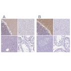 Immunohistochemical staining of human cerebellum, liver, pancreas and testis using Anti-SYT1 antibody HPA008394 (A) shows similar protein distribution across tissues to independent antibody HPA064788 (B).