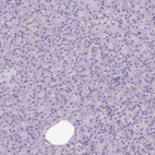 Anti-SYT1 Antibody