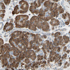 Anti-NUCB2 Antibody