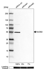 Anti-NUCB2 Antibody