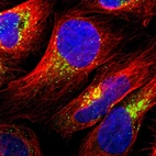 Immunofluorescent staining of human cell line U-2 OS shows localization to the Golgi apparatus.