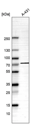 Western blot analysis in human cell line A-431.