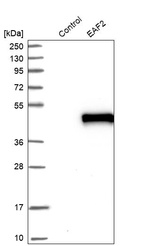 Western blot analysis in control (vector only transfected HEK293T lysate) and EAF2 over-expression lysate (Co-expressed with a C-terminal myc-DDK tag (~3.1 kDa) in mammalian HEK293T cells, LY413036).