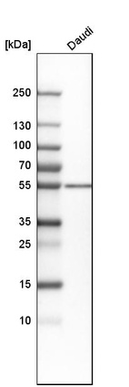 Western blot analysis in human cell line Daudi.