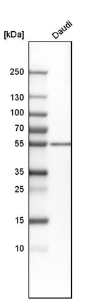 Western blot analysis in human cell line Daudi.