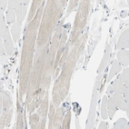 Immunohistochemical staining of human skeletal muscle shows low expression as expected.
