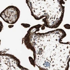 Immunohistochemical staining of human placenta shows strong granular cytoplasmic positivity in trophoblastic cells.