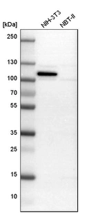 Western blot analysis in mouse cell line NIH-3T3 and rat cell line NBT-II.
