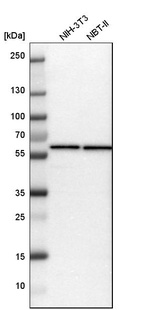 Western blot analysis in mouse cell line NIH-3T3 and rat cell line NBT-II.