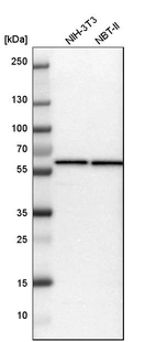 Western blot analysis in mouse cell line NIH-3T3 and rat cell line NBT-II.