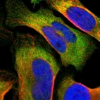Immunofluorescent staining of human cell line U-2 OS shows localization to cytosol.