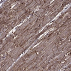 Anti-ITGA7 Antibody