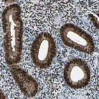 Immunohistochemical staining of human endometrium shows strong nuclear positivity in glandular cells.