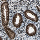 Immunohistochemical staining of human endometrium shows strong nuclear positivity in glandular cells.