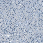 Immunohistochemical staining of human pancreas shows no positivity in exocrine glandular cells as expected.
