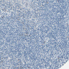 Immunohistochemical staining of human tonsil shows no positivity in non-germinal center cells as expected.