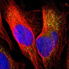 Immunofluorescent staining of human cell line U-2 OS shows localization to cytosol.
