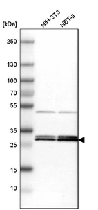 Western blot analysis in mouse cell line NIH-3T3 and rat cell line NBT-II.