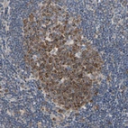 Anti-MCL1 Antibody