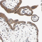 Immunohistochemical staining of human placenta shows weak cytoplasmic positivity in trophoblastic cells.