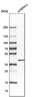 Anti-MCL1 Antibody