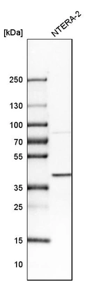 Western blot analysis in human cell line NTERA-2.