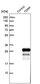 Western blot analysis in control (vector only transfected HEK293T lysate) and TDRP over-expression lysate (Co-expressed with a C-terminal myc-DDK tag (~3.1 kDa) in mammalian HEK293T cells, LY406313).
