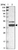 Anti-KLHDC8B Antibody