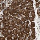 Immunohistochemical staining of human Pancreas shows strong cytoplasmic positivity in exocrine glandular cells.