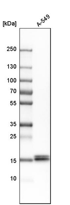 Western blot analysis in human cell line A-549.