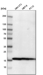 Western blot analysis in mouse cell line NIH-3T3, rat cell line NBT-II and rat cell line pC12.