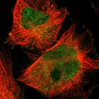 Immunofluorescent staining of human cell line U-251 MG shows localization to nucleoplasm & cytosol.