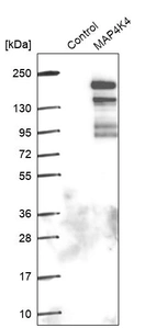 Western blot analysis in control (vector only transfected HEK293T lysate) and MAP4K4 over-expression lysate (Co-expressed with a C-terminal myc-DDK tag (~3.1 kDa) in mammalian HEK293T cells, LY407892).