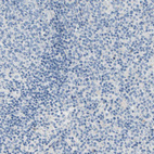 Immunohistochemical staining of human lymphoid tissues shows no positivity in non-germinal center cells as expected.