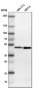 Western blot analysis in mouse cell line NIH-3T3 and rat cell line NBT-II.