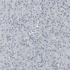 Immunohistochemical staining of human pancreas shows no positivity in exocrine glandular cells as expected.