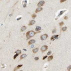 Immunohistochemical staining of human cerebral cortex using Anti-LRRC47 antibody HPA008512.