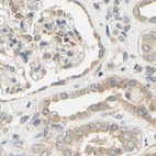 Immunohistochemical staining of human kidney using Anti-LRRC47 antibody HPA008512.