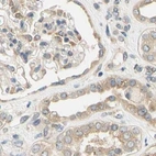 Immunohistochemical staining of human kidney using Anti-LRRC47 antibody HPA008512.