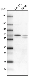 Western blot analysis in mouse cell line NIH-3T3 and rat cell line NBT-II.